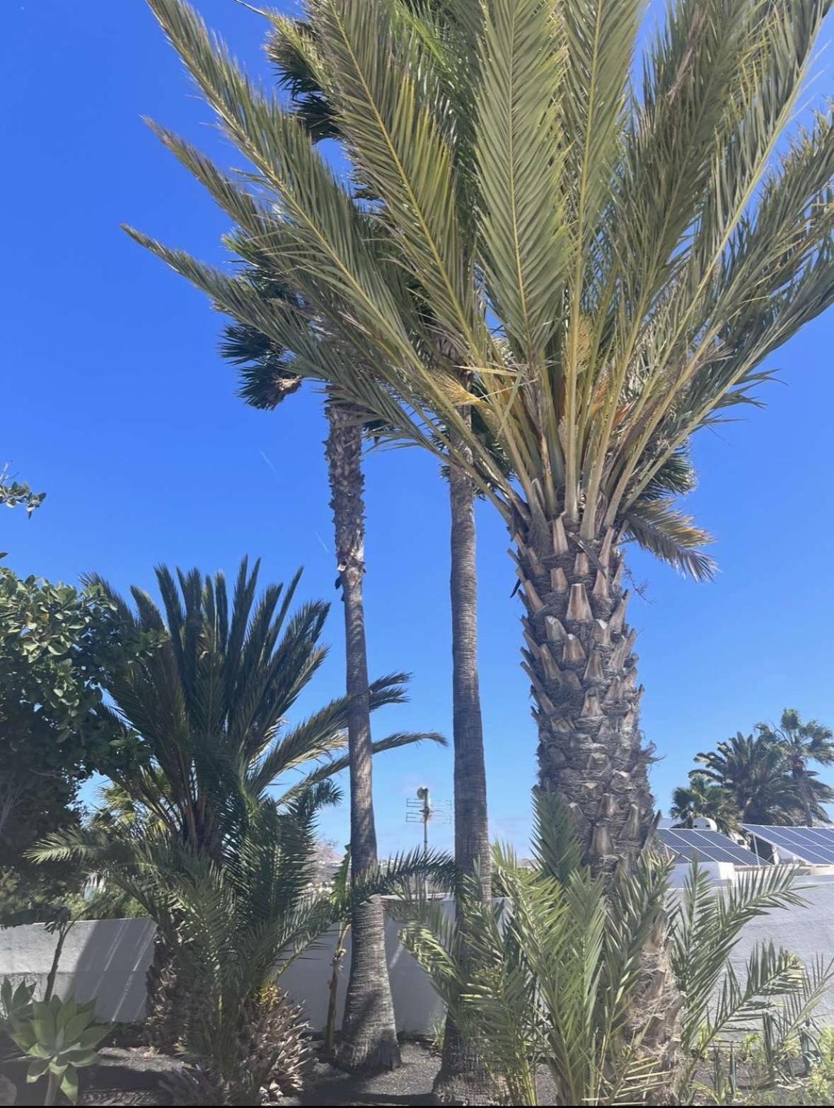 פוארטו דל כרמן Villa Rosa מראה חיצוני תמונה
